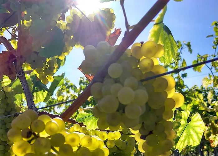 Weingut Michael Grünewald&Söhne